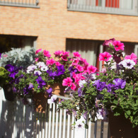 planten op balkon Insula Dei